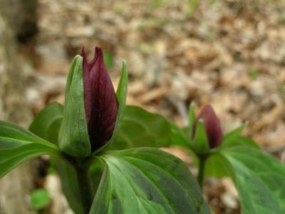 Prairie Trillium