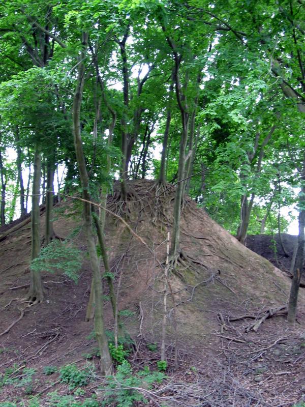 Tree roots on a hill
