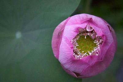 Lotus flower II