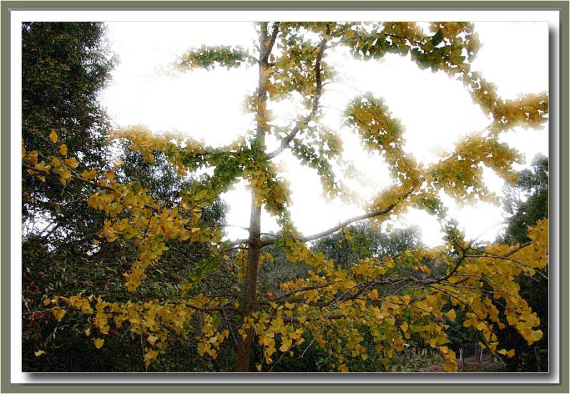 Gingko tree in May