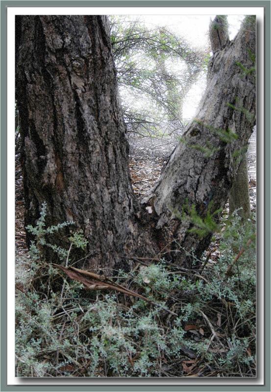 Ironbark  & saltbush