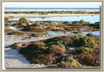 u11/yvonneii/medium/42777863.Naturesgardenonthebeach3.jpg