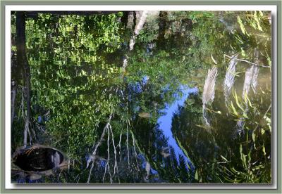 Reflections in pond