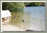 Water birds on the lake