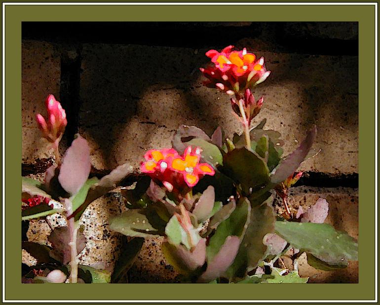 Kalanchoe