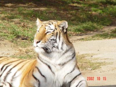 tigers3.jpg