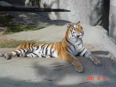 tigers6.jpg