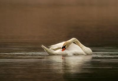 The Swan