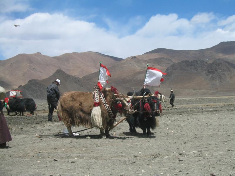 tibet yaks
