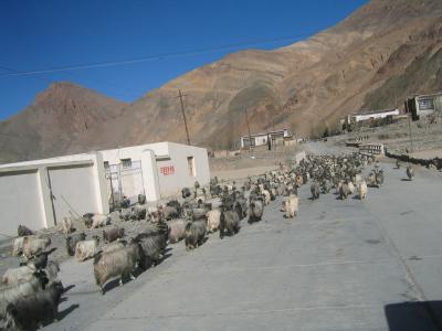 Tibet