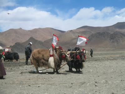 tibet yaks