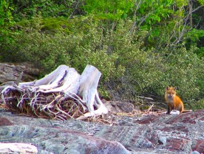 le petit renard