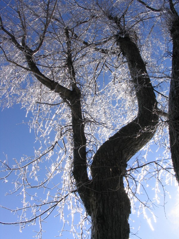 L'arbre verglass