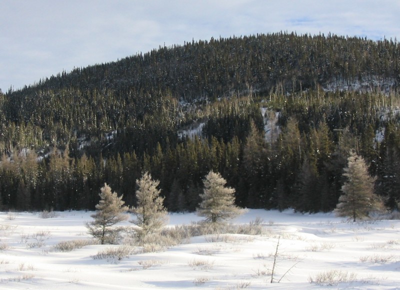 Arbres givrs dans le parc