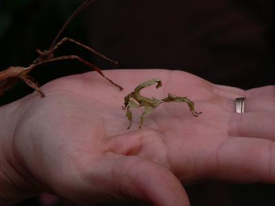 Australian Walking Stick (baby)mw104