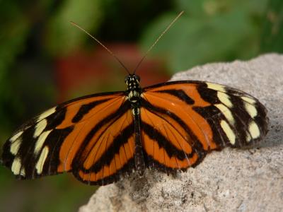 Isabella Tiger Longwing