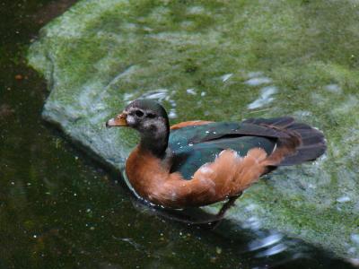 African Pigmy Goose