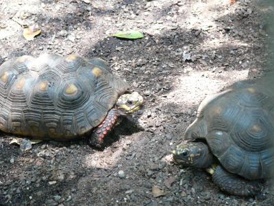 Tortoise