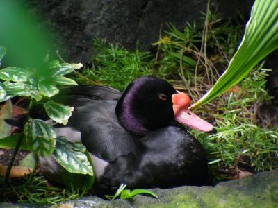 Rosybill Pochard