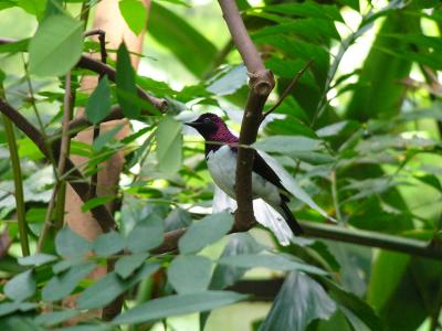 Amethyst Starling