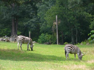 Africas Zebra