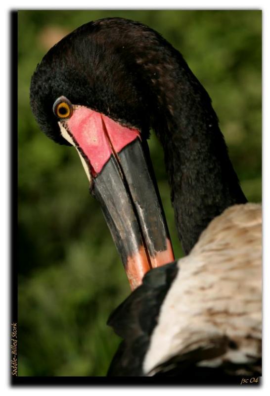Saddle-Billed Stork.JPG