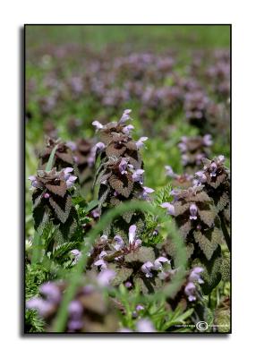 Lamium purpureum