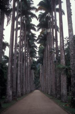Avenue of the Royal Palms in the Botanical Garden