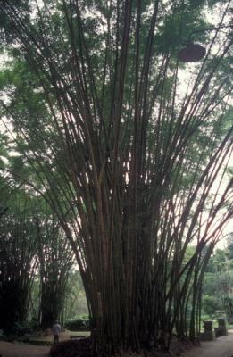 Botanical Garden (Notice the person for scale)