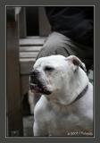 IMG_6461 copy.jpg