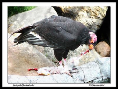 Dining California Condor