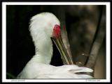 Bashful Spoonbill