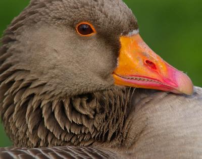 greylag goose