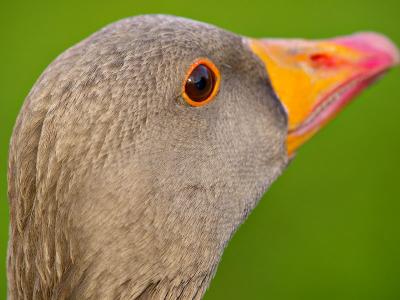 greylag goose7