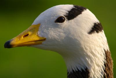 bar headed goose (Anser Indicus)