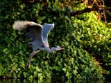 off to the willow