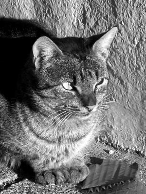 gato_concurso-1.jpg