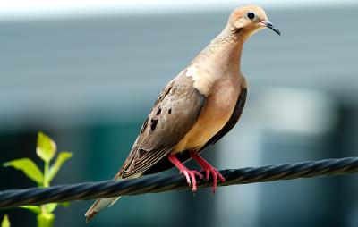 Bird on a cable