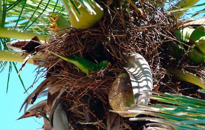 Parrot in coconut palm nest bird stock photo