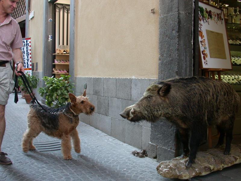 Dog Versus Boar in Orvieto