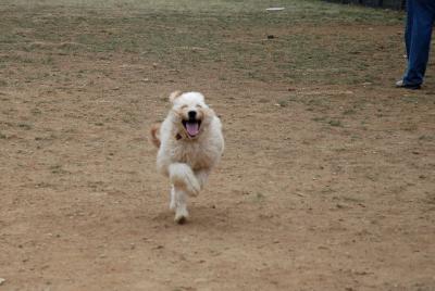 u12/al309/medium/38199025.DSC_6375a.jpg