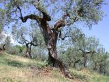 Olive Orchard near Bevagna, Umbria