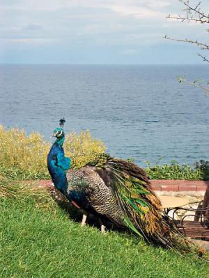 Peacock at Sveti Naum