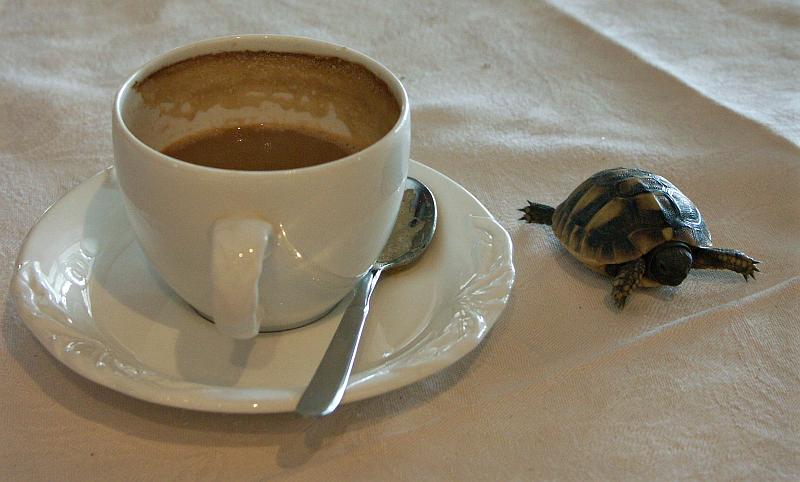 Tortoise