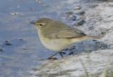 Common Chiffchaff - Gransanger - Phylloscopus collybita