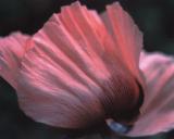 Pink Poppy