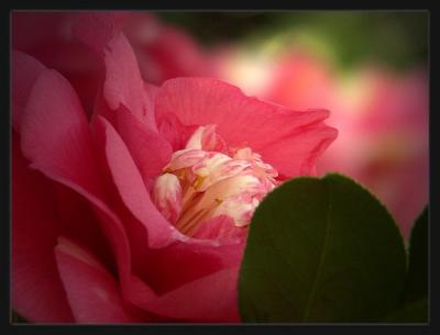 u12/alinadem/medium/41543853.primavera1140.jpg