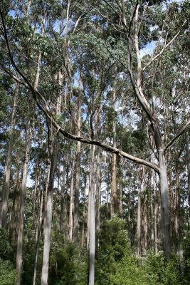 Trees from around 9 metres off the ground