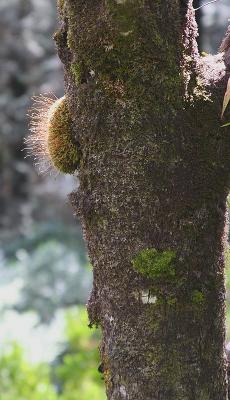 Moss & lichen