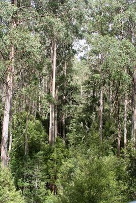 Trees from around 15 metres off the ground